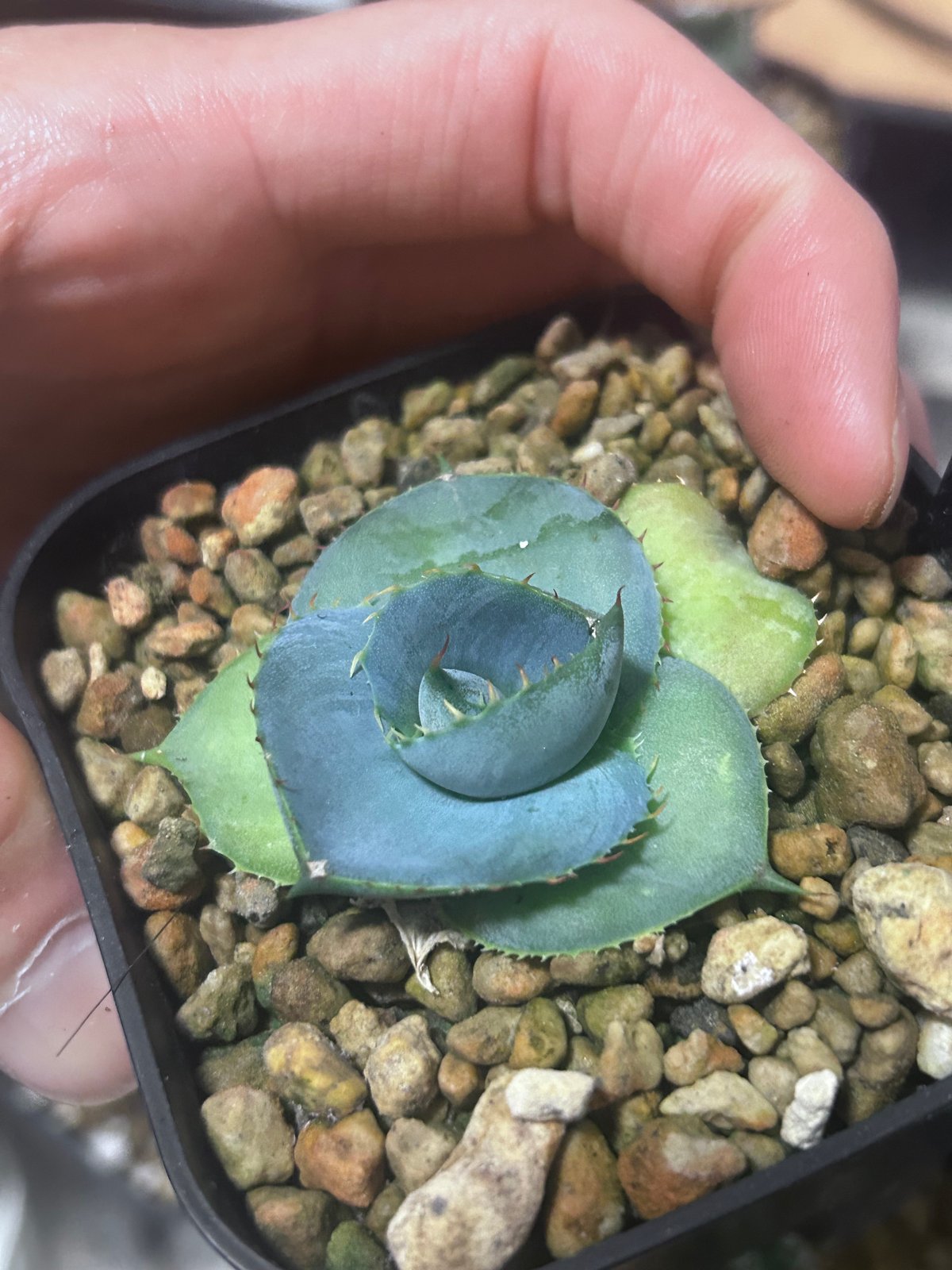 圓葉瓜達 グアダラハラナ ドワーフtype 子株 | アガベ専門店 Heart plants.