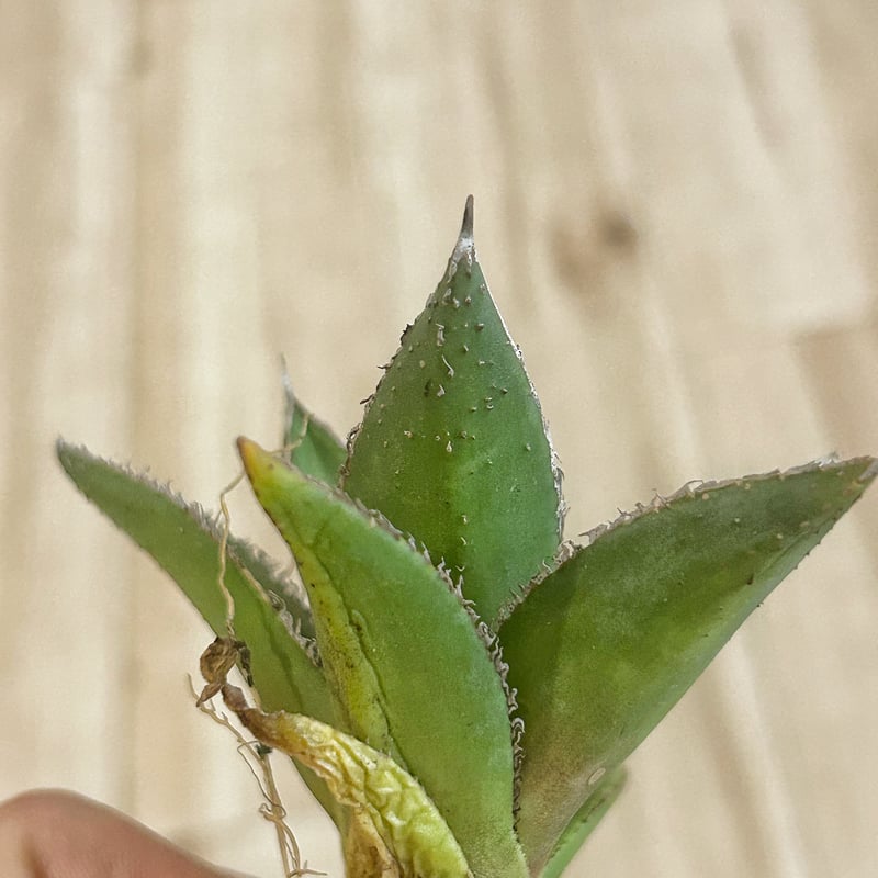 アガベ 緑牛 グリーンブル 裏棘 ブツブツ | Heartplants