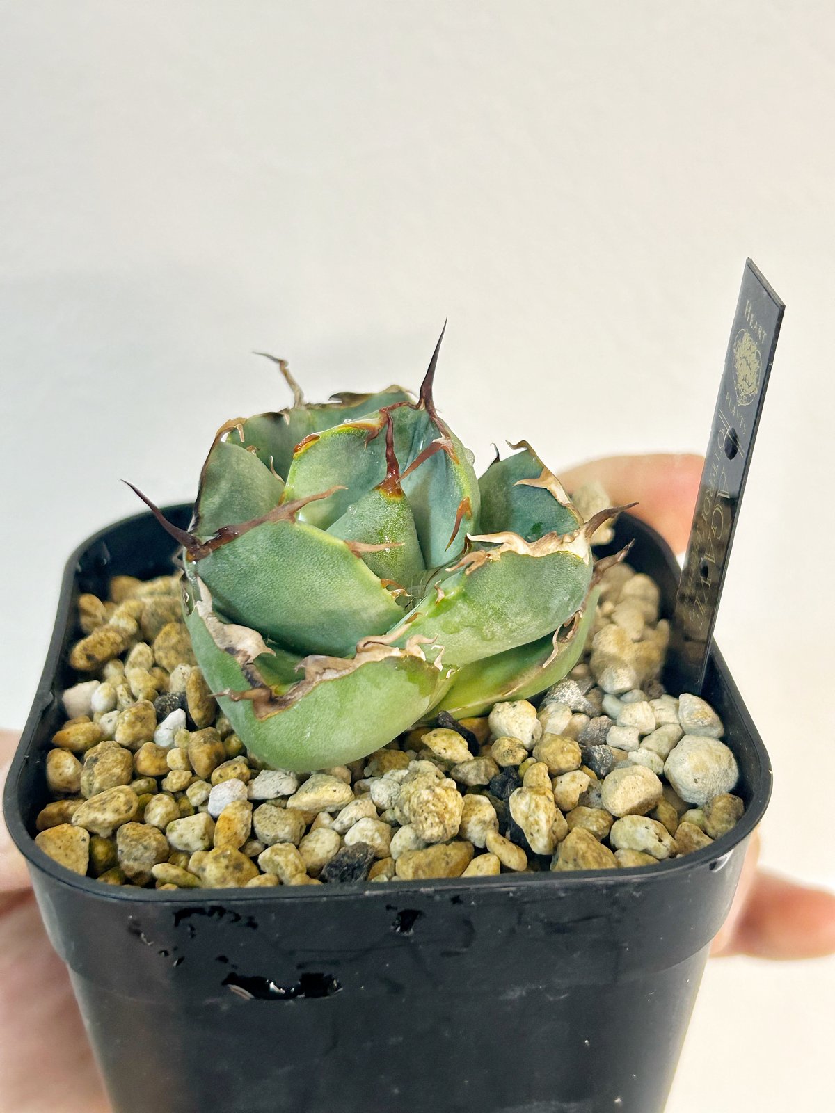 アガベ　FO76×ジャガーノート　ハイブリッド株　極上親株！ アガベ FO76×ジャガーノート ハイブリッド株 極上親株！ アガベ