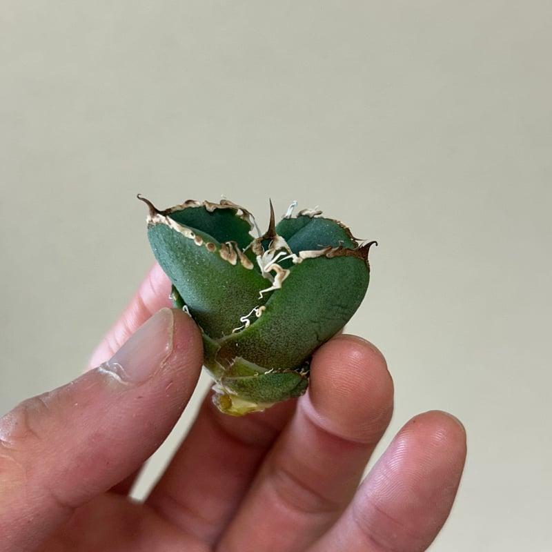 アガベ 蚩尤 OC子株 ブツブツ 裏棘 | アガベ専門店 Heart plants.