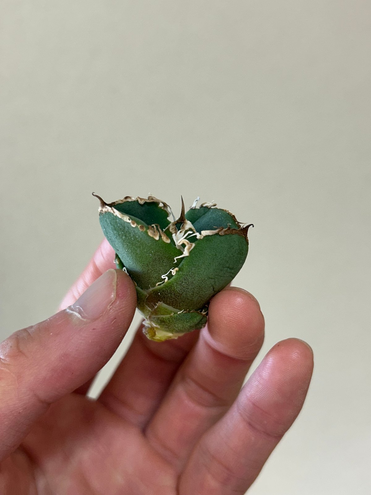 アガベ 蚩尤 OC子株 ブツブツ 裏棘 | アガベ専門店 Heart plants.