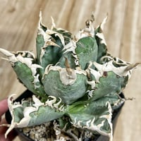 アガベ　チタノタ　ビースト アガベ ビースト 胴切り天 アガベ の中で1番好きな株🪴 ブルーの葉が