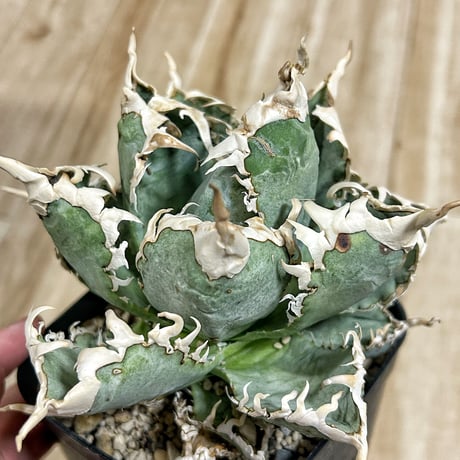 商品 | アガベ専門店 Heart plants.