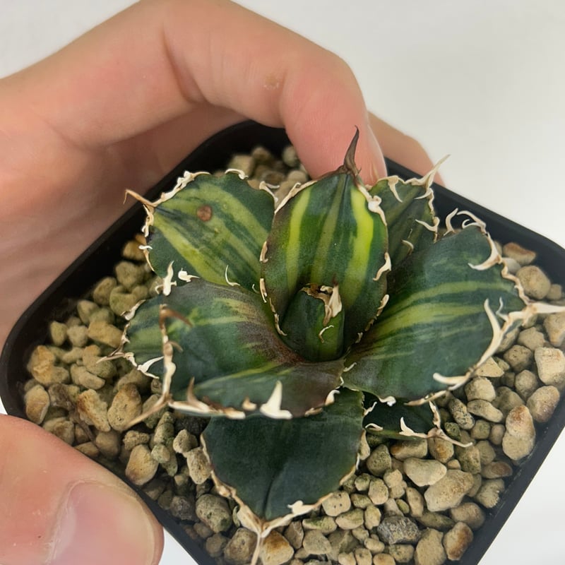 アガベ 氷海inspire 安曇野白鯨斑入 Heartplants育成株 子株 | アガベ専