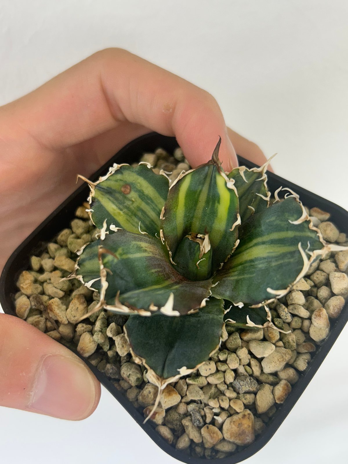 アガベ 安曇野白鯨 子株付き アガベ 氷海inspire 安曇野白鯨斑入 Heartplants育成株 子株 | アガベ専