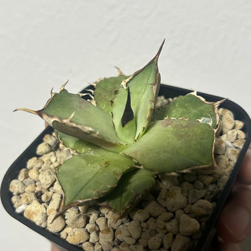 アガベ King Arthur キングアーサー 発根済み | アガベ専門店 Heart pla