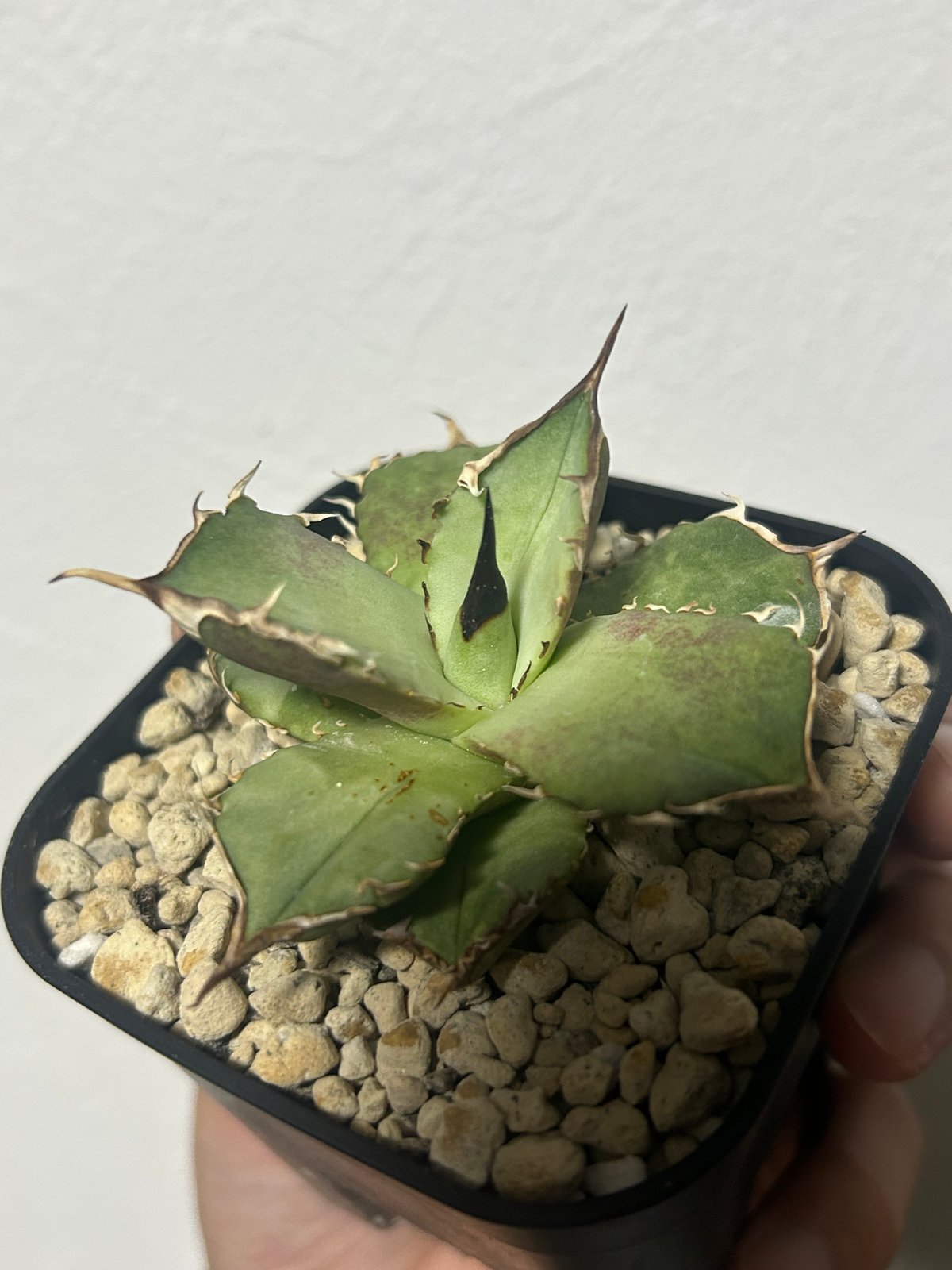 アガベ King Arthur キングアーサー 発根済み | アガベ専門店 Heart pla