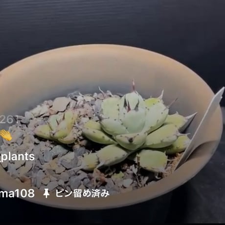 愛mi♡na咲 M∞T！大きめオリザバ①アガベ　カット株 愛mi♡na咲 M∞T！大きめオリザバ①アガベ カット株 愛mi