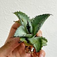 アガベ 鰐亀 裏表ブツブツ 裏棘 子株 | アガベ専門店 Heart plants.