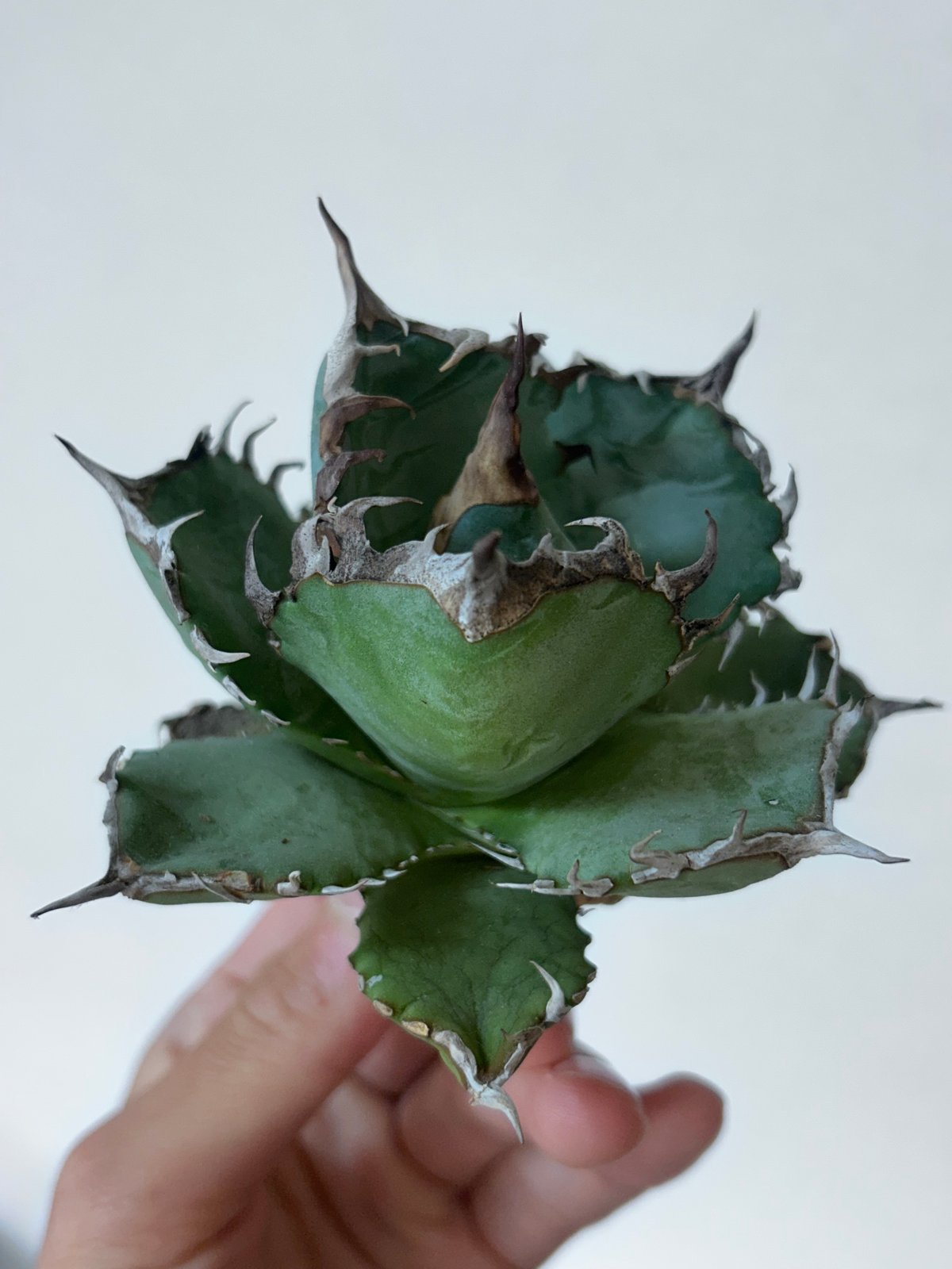 アガベ オテロイ実生 選抜個体 | アガベ専門店 Heart plants.