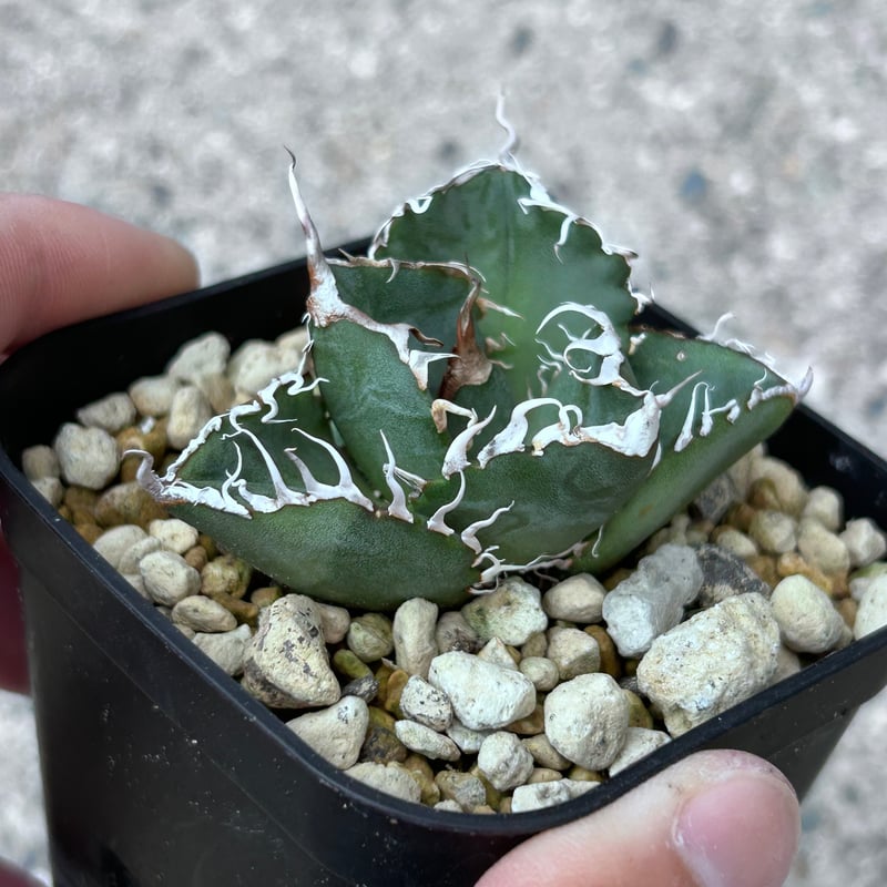 アガべ Heartplantsコレクション悪魔OC子株 | アガベ専門店 Heart plants.