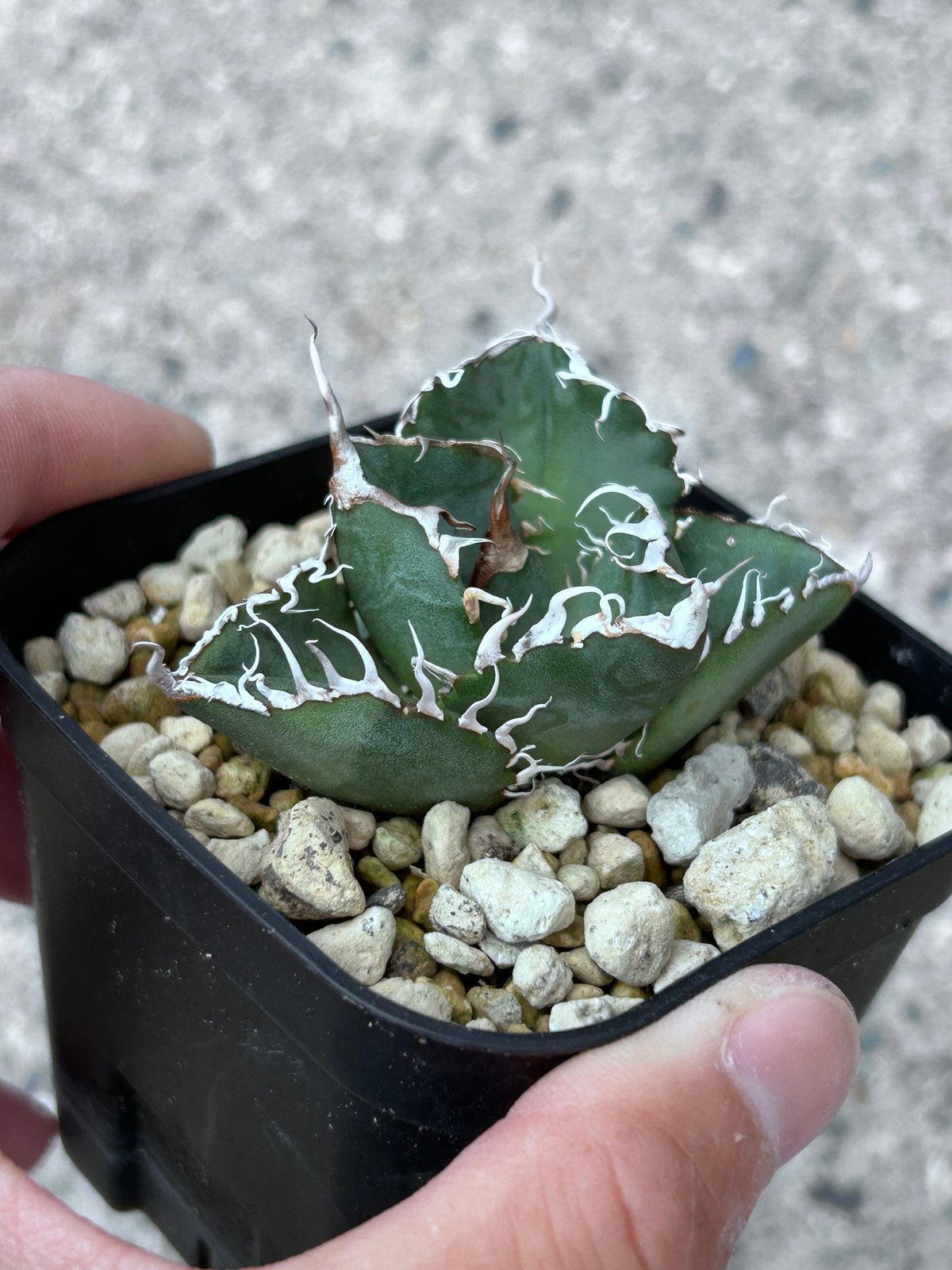 アガべ Heartplantsコレクション悪魔OC子株 | アガベ専門店 Heart plants.