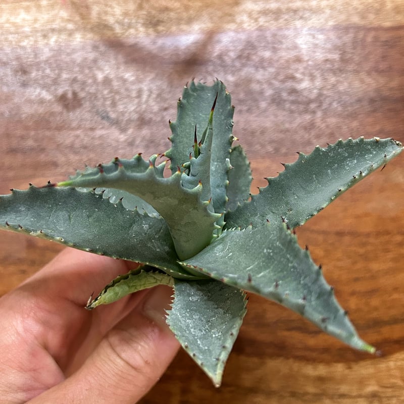 アガベ 青緑色 葉長約60cm アガベ 青緑色 葉長約60cm