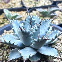 アガベ専門店 Heart plants.