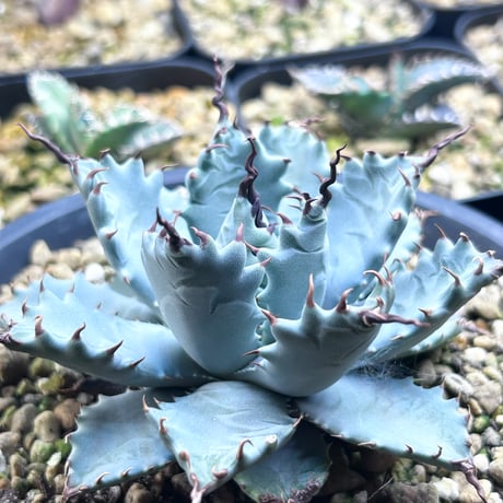 アガベ専門店 Heart plants.