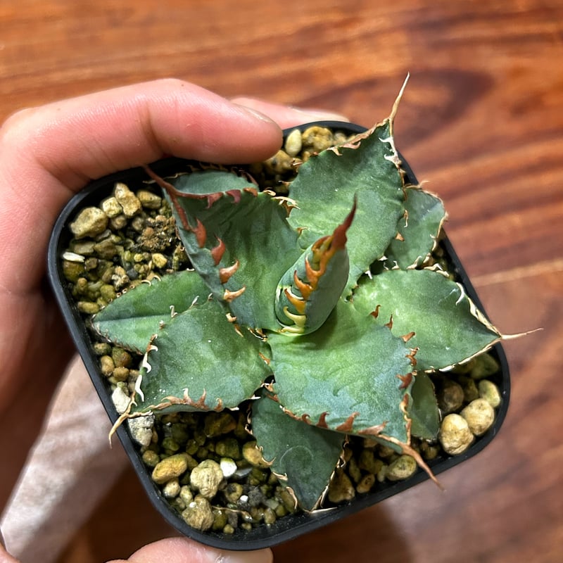 アガベ エボリスピナBB 妖炎BB 良型選抜個体 | アガベ専門店 Heart plants.