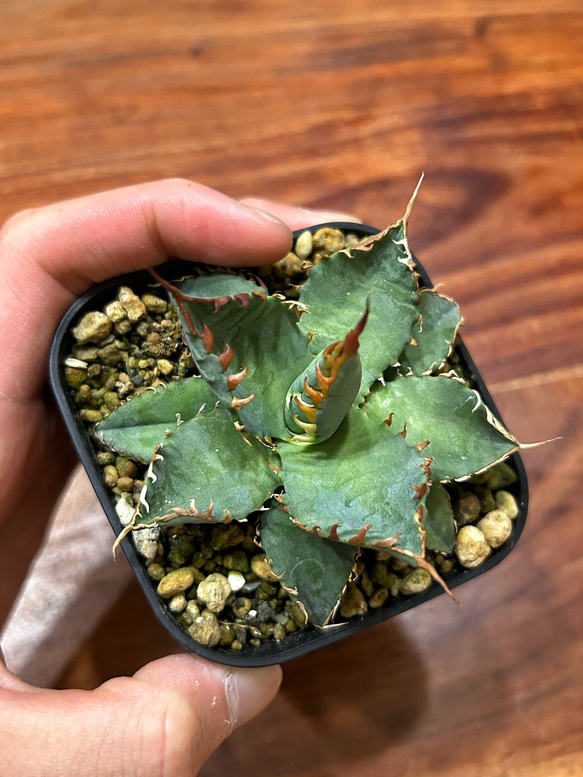 アガベ　【エボリBB】 アガベ エボリスピナBB 妖炎BB 良型選抜個体 | アガベ専門店 Heart plants.