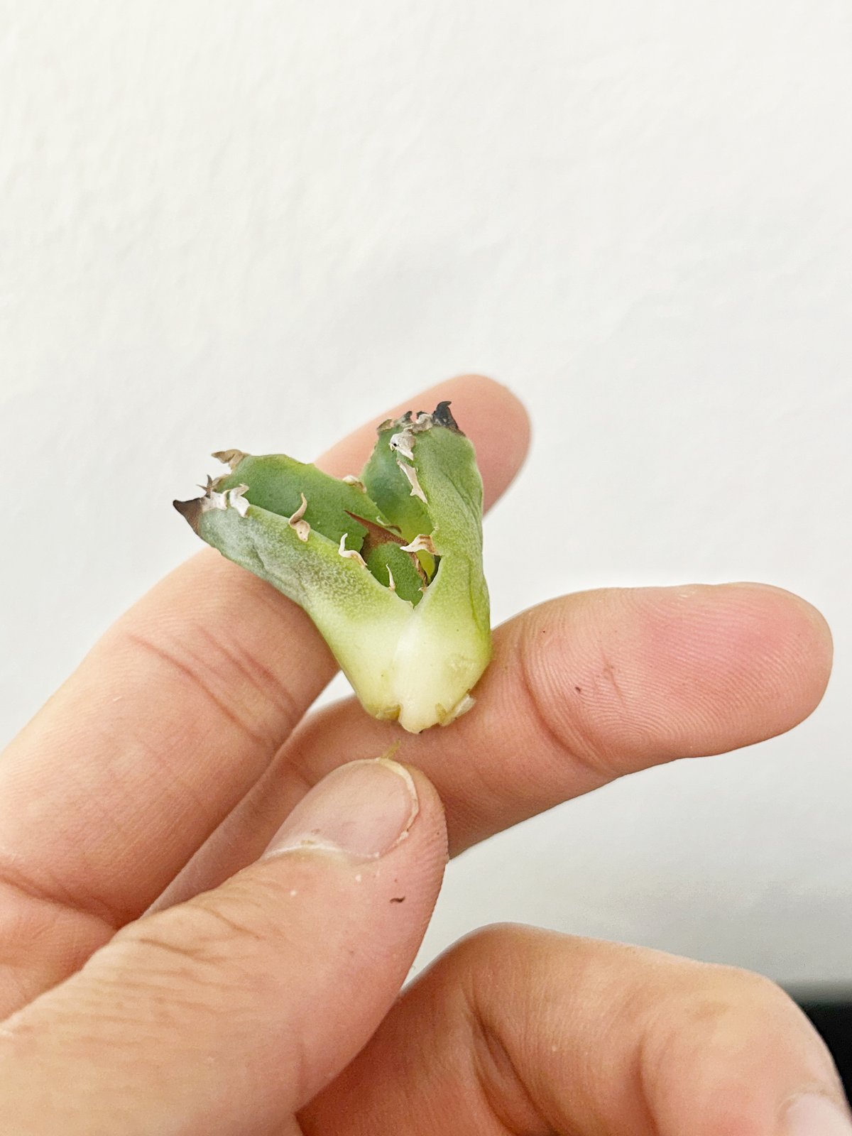 アガベ オテロイ crown 皇冠 | アガベ専門店 Heart plants.