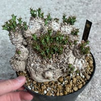 アガベ チタノタブルー
