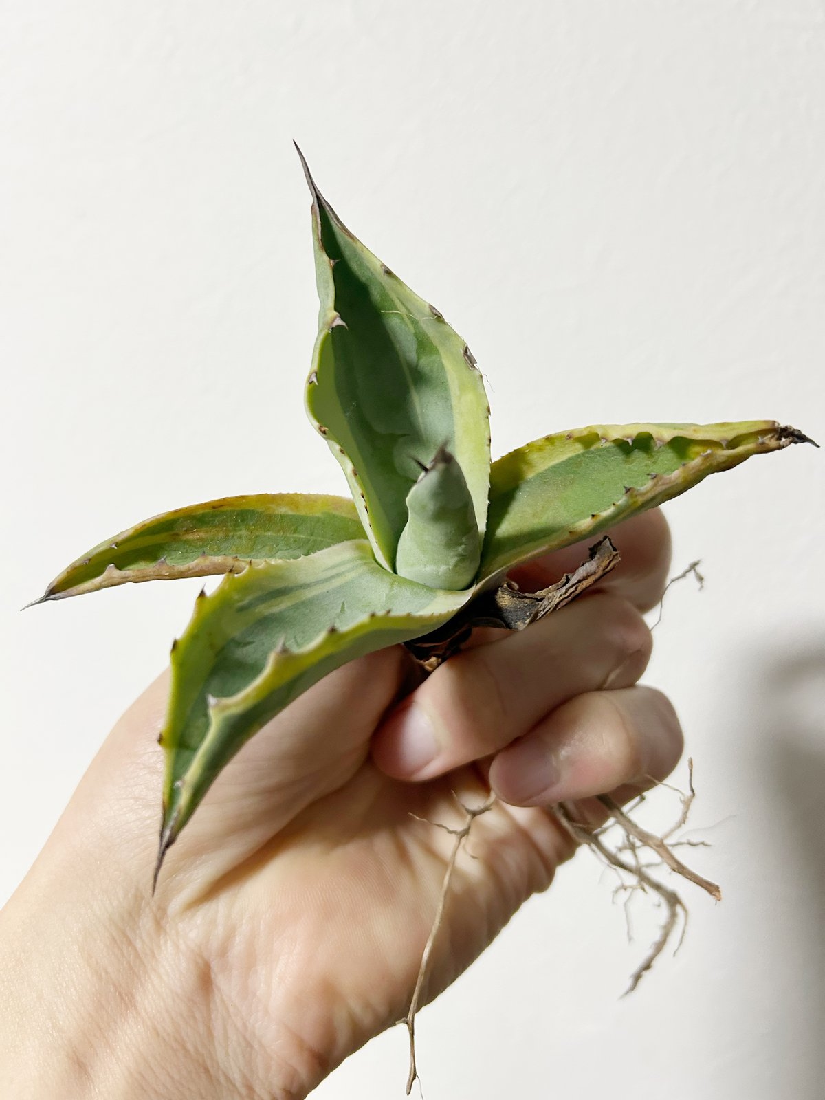 オバティフォリア オルカ 子株 | Heartplants オバティフォリア オルカ 子株 | Heartplants