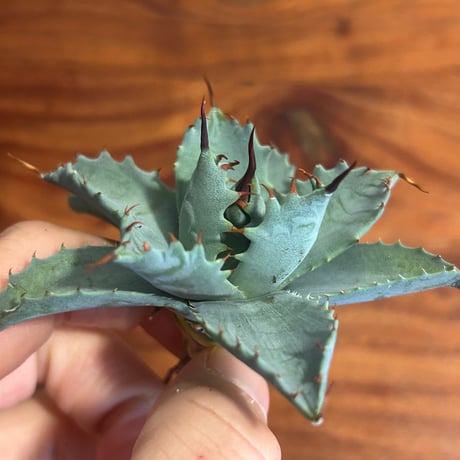 CATEGORY Agave | アガベ専門店 Heart plants.