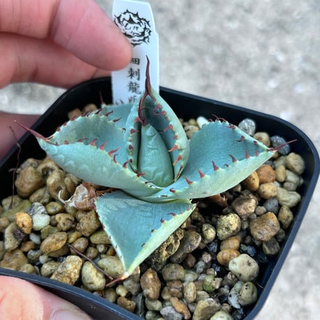 アガベ専門店 Heart plants.