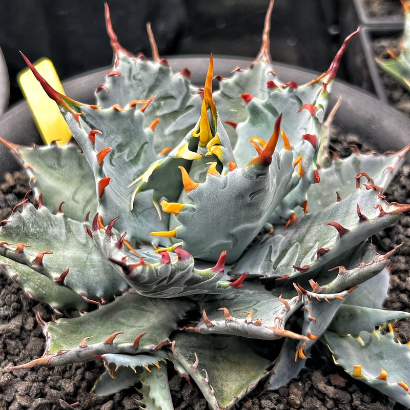 特白肌怒雷神×屈原の舞扇🪭A68 子株 | アガベ専門店 Heart plants.