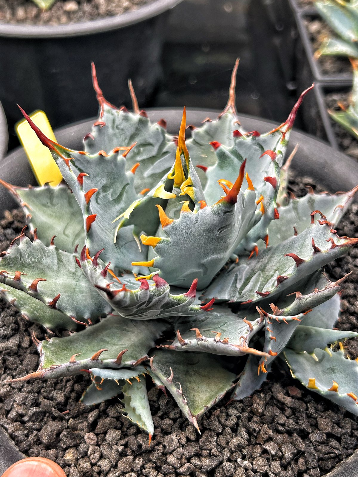 O*@様 アガベ 特白肌怒雷神×屈原 子株 O*@様 アガベ 特白肌怒雷神×屈原 子株 O*@様 アガベ 特白肌怒雷神×屈原