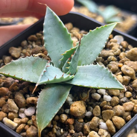 仙*渓様 年末限定価格 アガベ 激怒之舞 ハイブリッド 子株 陽炎 特白