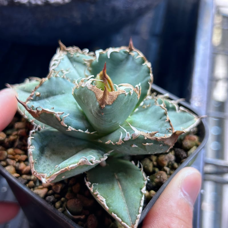 アガベHP031 青葉ブツブツ 子株 | アガベ専門店 Heart plants.