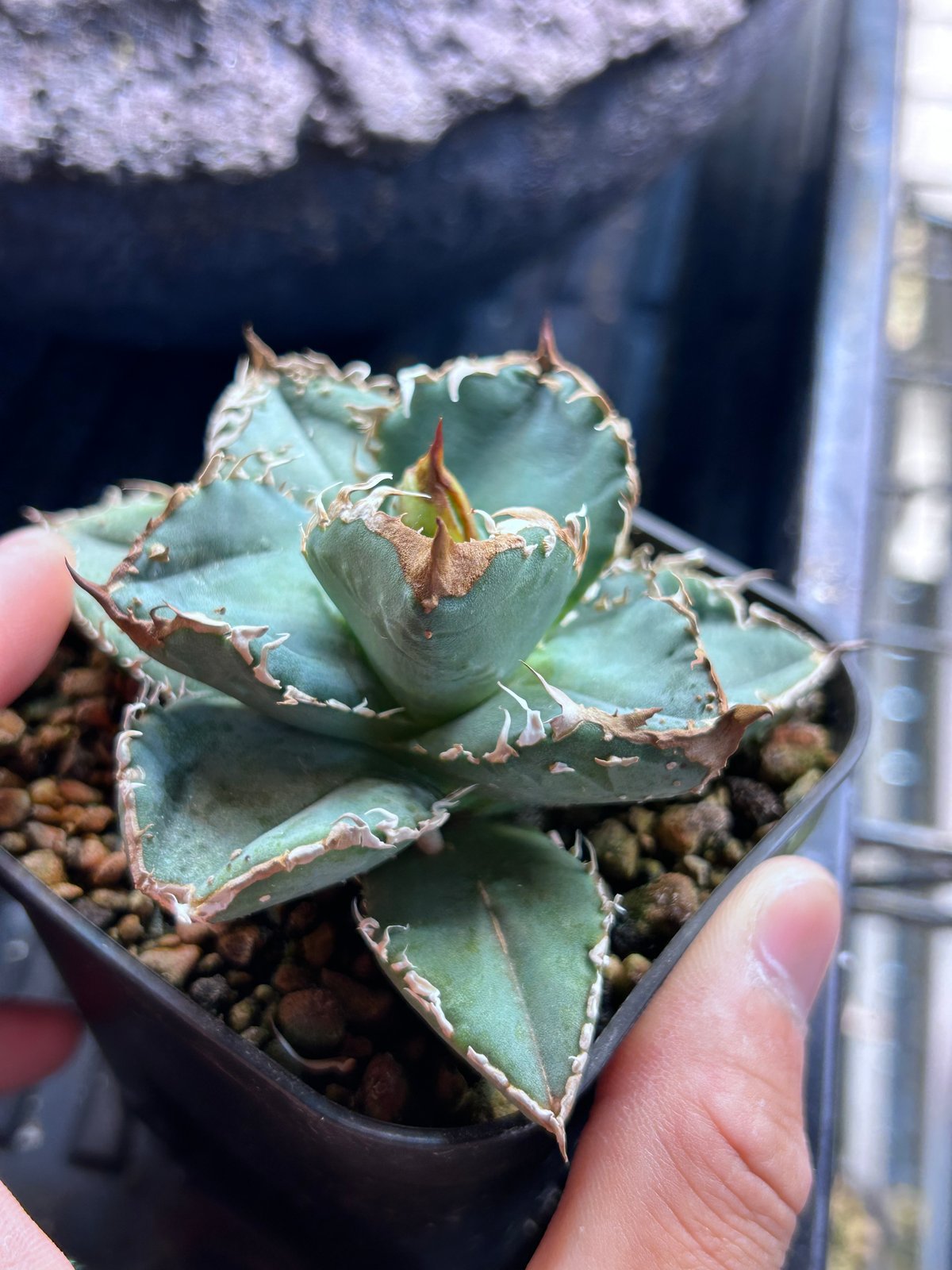 アガベHP031 青葉ブツブツ 子株 | アガベ専門店 Heart plants.