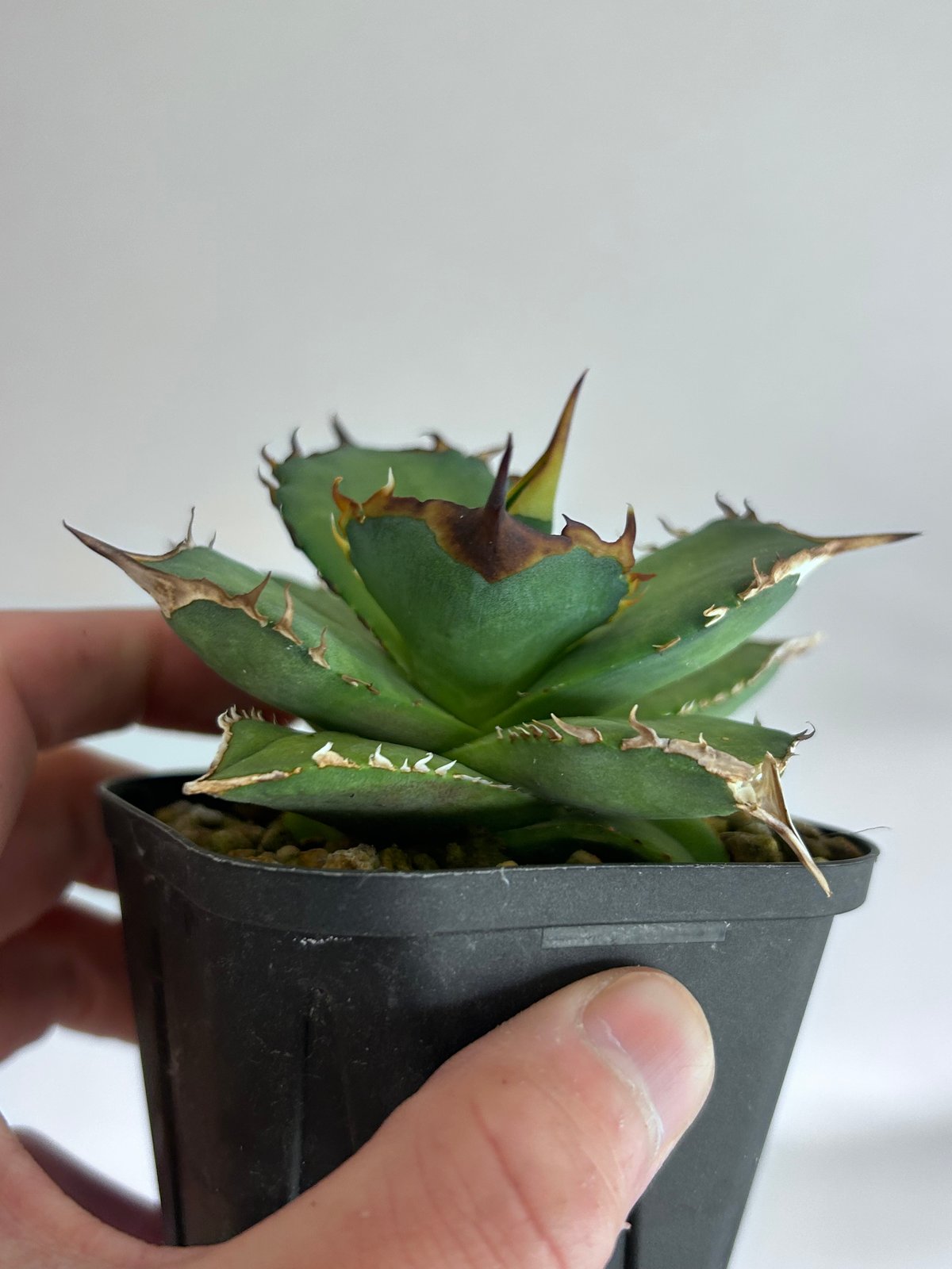 アガベ King Arthur キングアーサー 発根済み | アガベ専門店 Heart pla