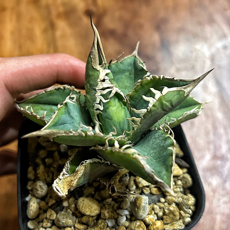 アガベ オテロイ センザンコウ 穿山甲 発根済み子株