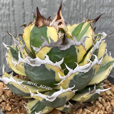 アガベスナグルトゥース | STORES 