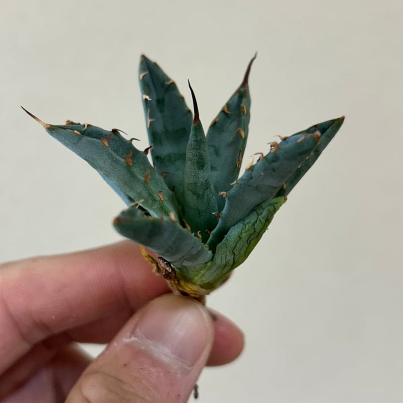 アガベ 妖炎×姫巌龍 ハイブリッド | アガベ専門店 Heart plants.