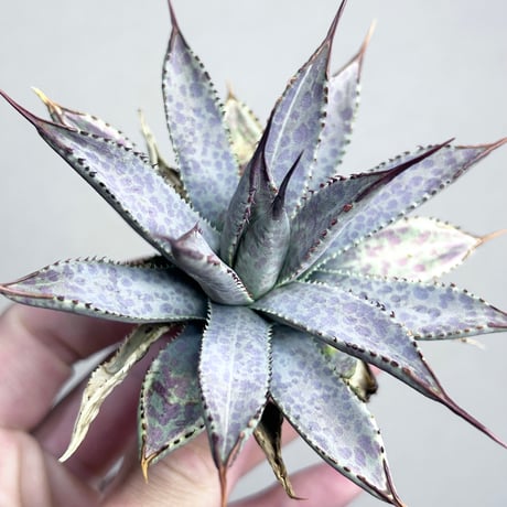 CATEGORY Agave | アガベ専門店 Heart plants.