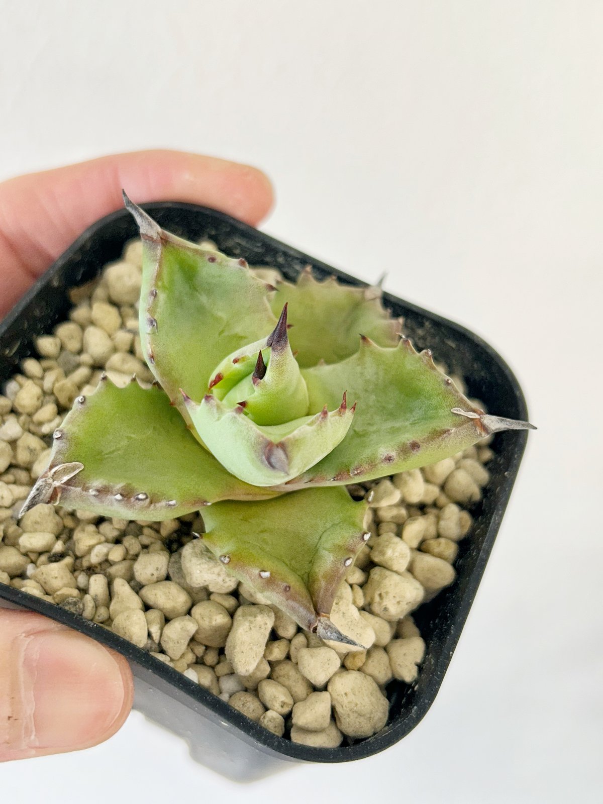 アガべ イシスメンシス×ポタトラムhyb | アガベ専門店 Heart plants.