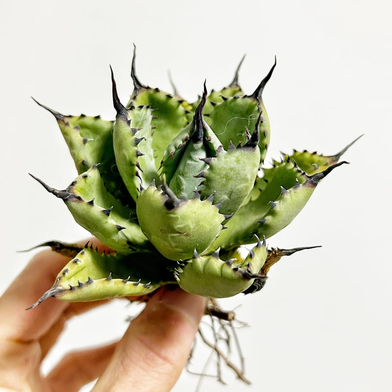 【アガベ】八荒雷神　良株 アガベ』【八荒雷神】 : 【BOTANICAL MAJESTY】