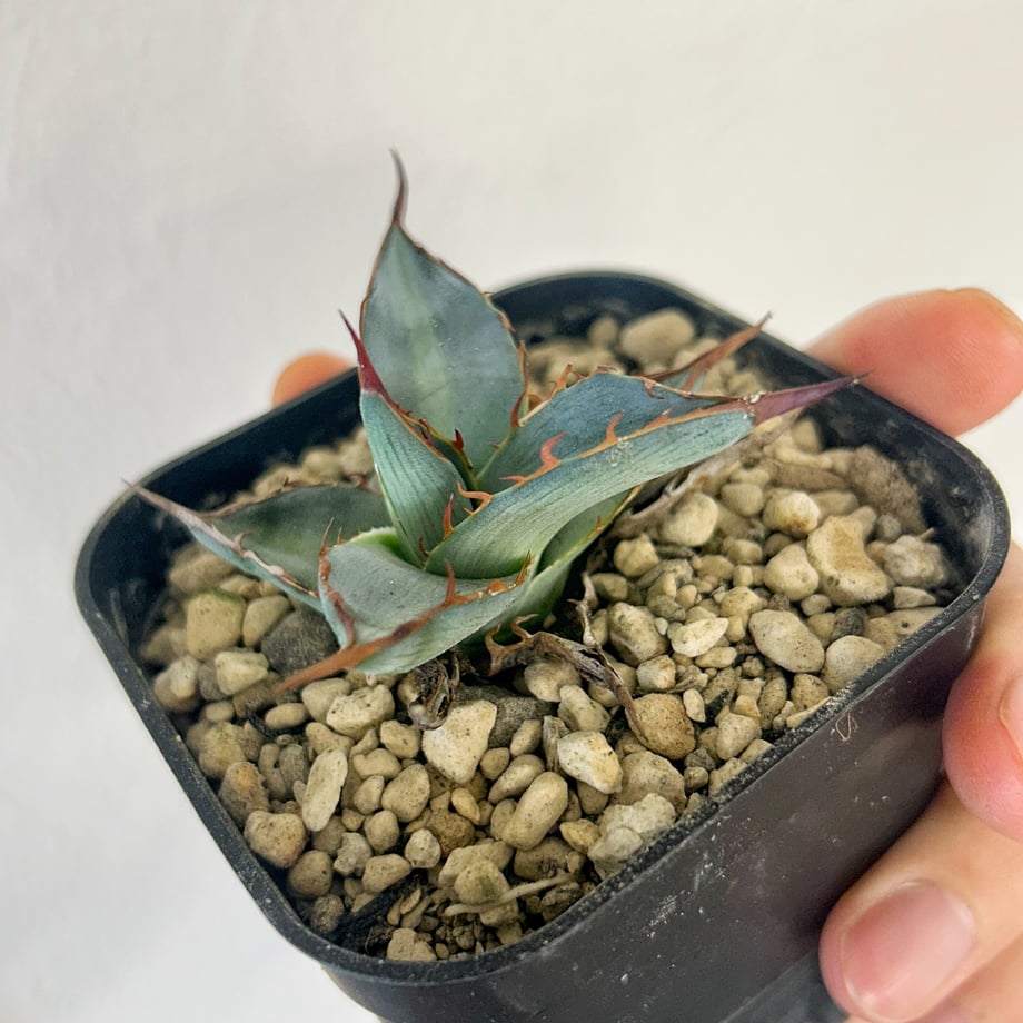 6646b544b6945916d3719a3c