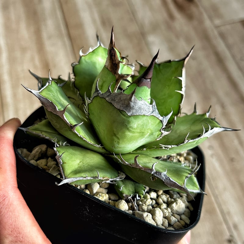 アガベ ウリエル実生 オアハカオテロイ 選抜個体① | アガベ専門店