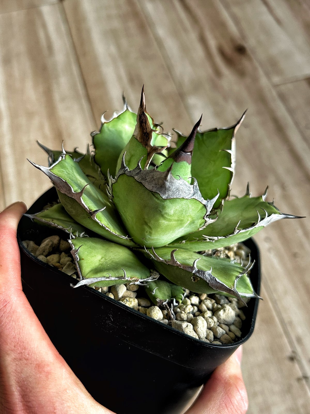 【現品】アガベ　オテロイ実生　ウリエル実生 アガベ ウリエル実生 オアハカオテロイ 選抜個体① | アガベ専門店