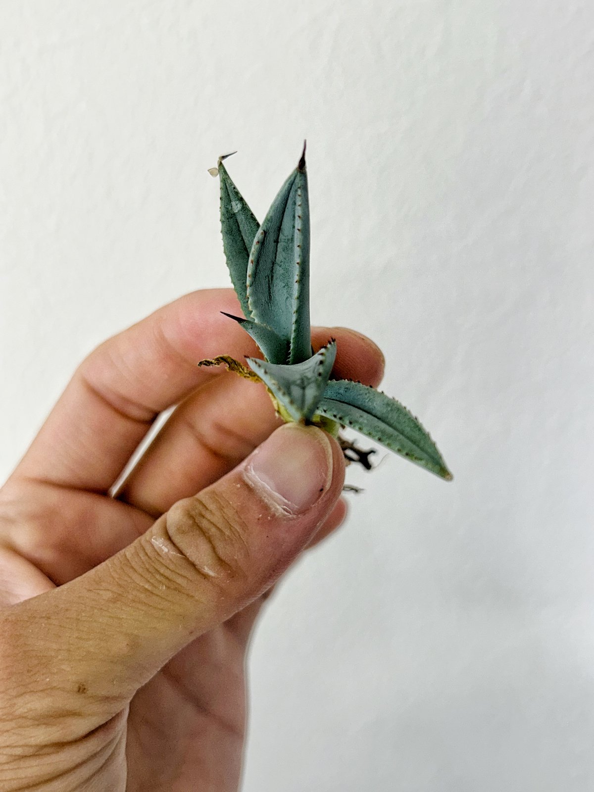 アガベ 甲蟹×血屈 ハイブリッド 肉厚 青葉 大きめ子株 | アガベ専門店