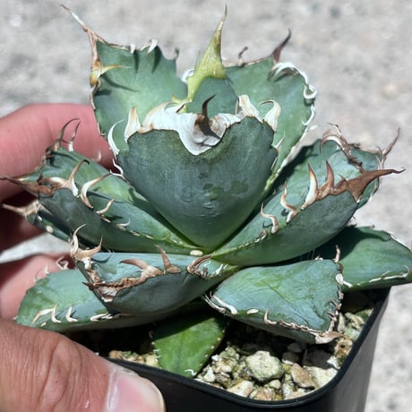 CATEGORY Agave | アガベ専門店 Heart plants.