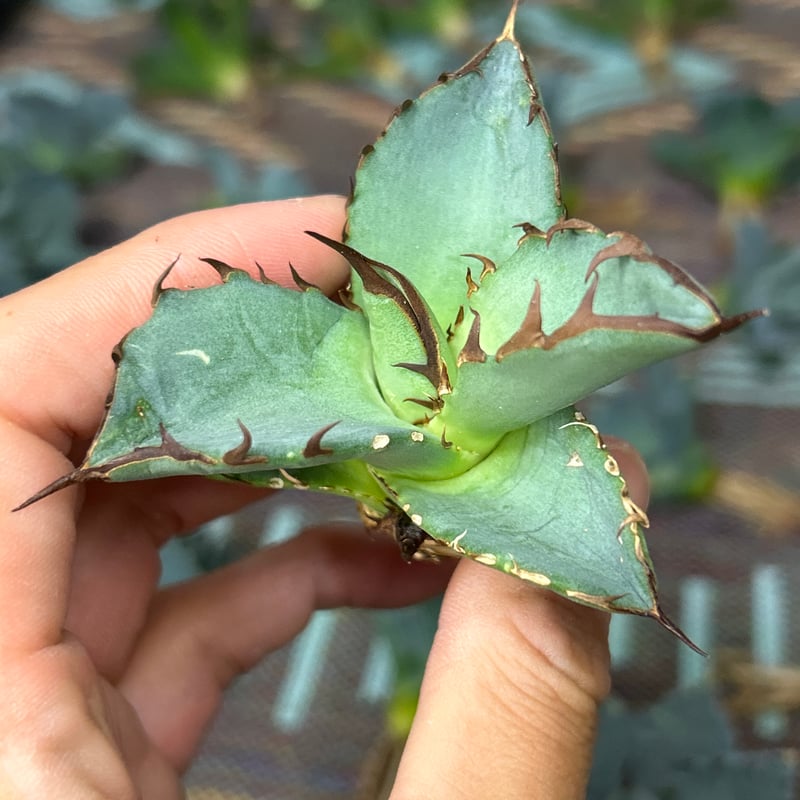 アガベ 灰犀牛 オテロイ 極太トップ | アガベ専門店 Heart plants.