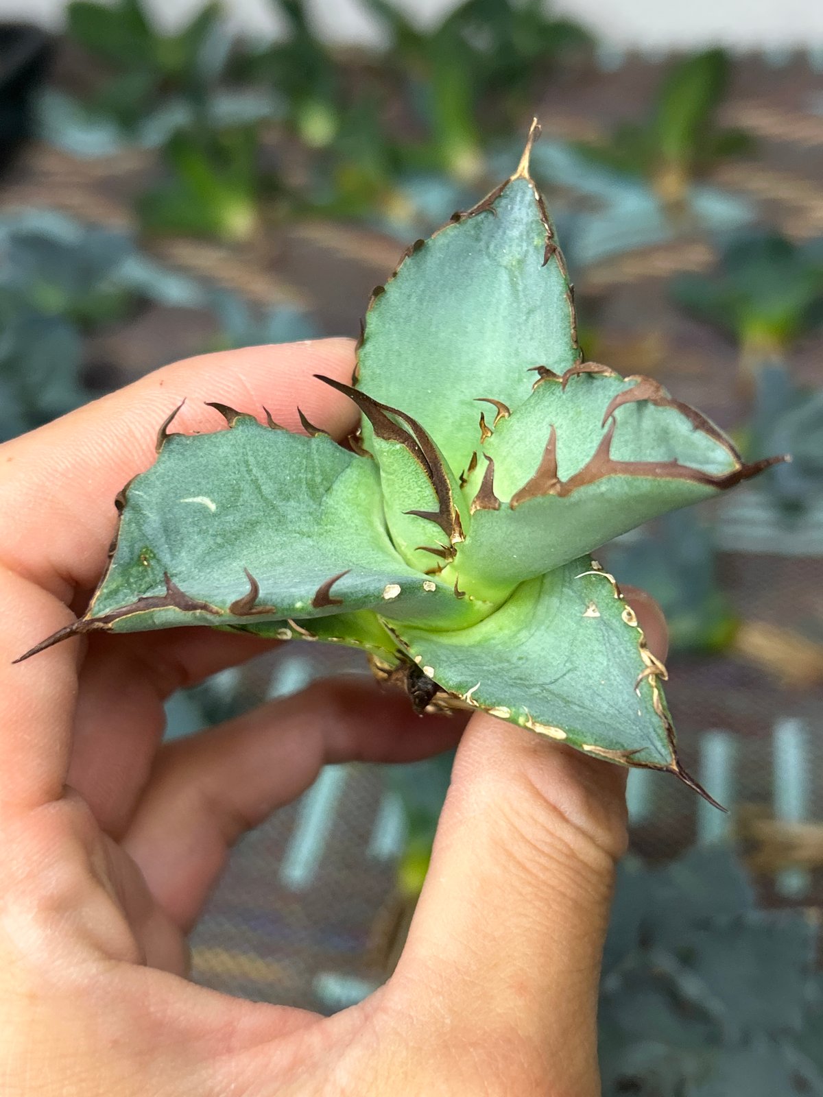 アガベ 灰犀牛 オテロイ 極太トップ | アガベ専門店 Heart plants.