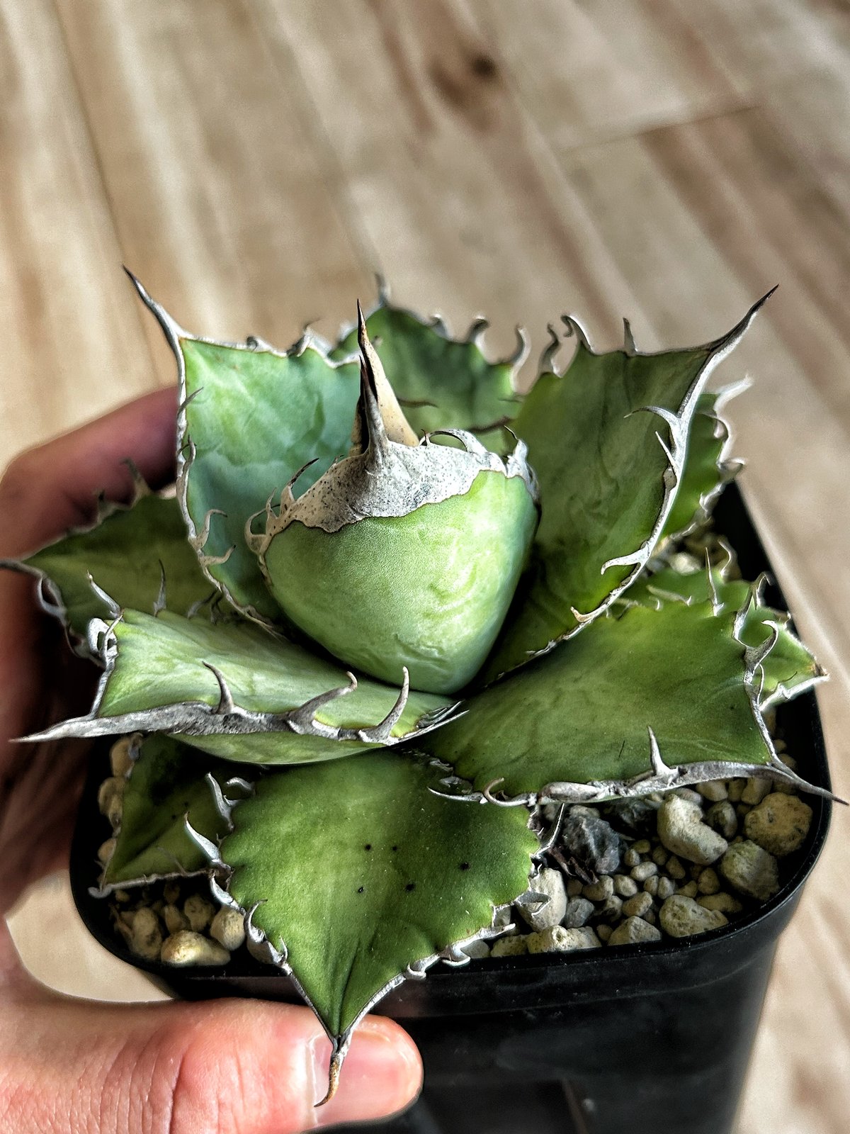 【実生】アガベ　オテロイ実生　LOOPPLANTS 2022年ロット　オアハカ 実生】アガベ オテロイ実生 LOOPPLANTS 2022年ロット オアハカ