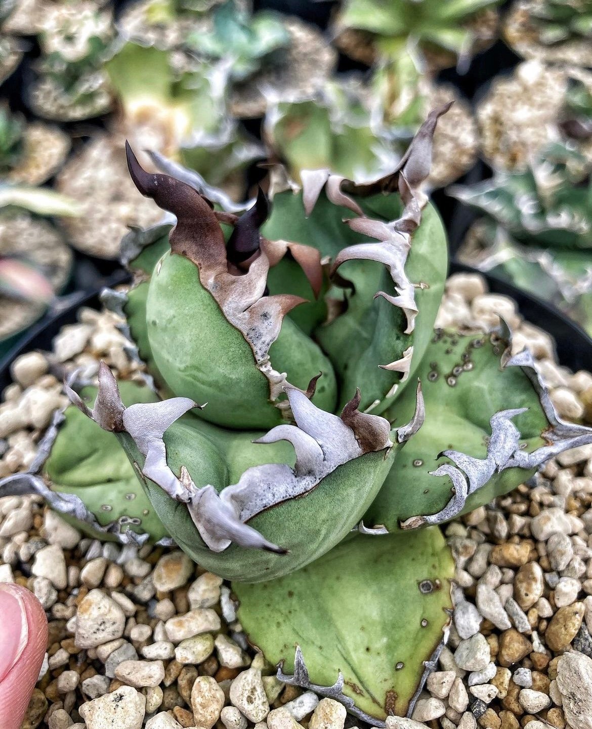 大型アガベ 植物 枯れ保証付き fit=scale-down,w=1200