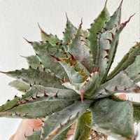 アガベ 蚩尤 OC子株 ブツブツ 裏棘 | アガベ専門店 Heart plants.