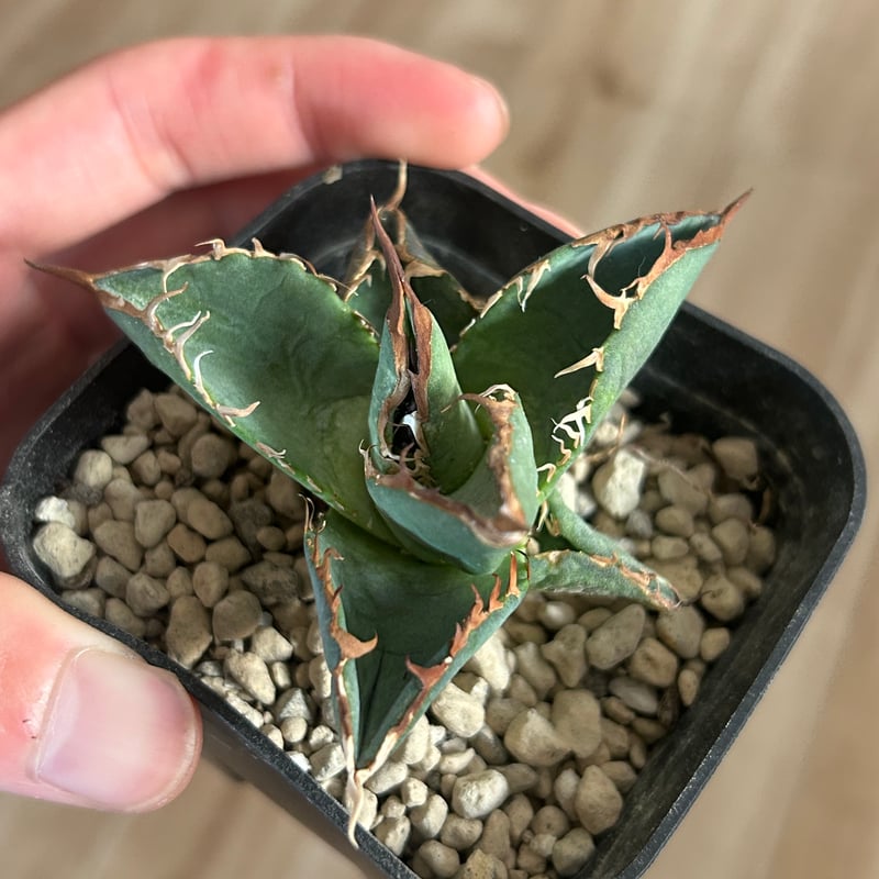 アガべ G4 選抜実生株 ブルー葉強棘オテロイ | Heartplants