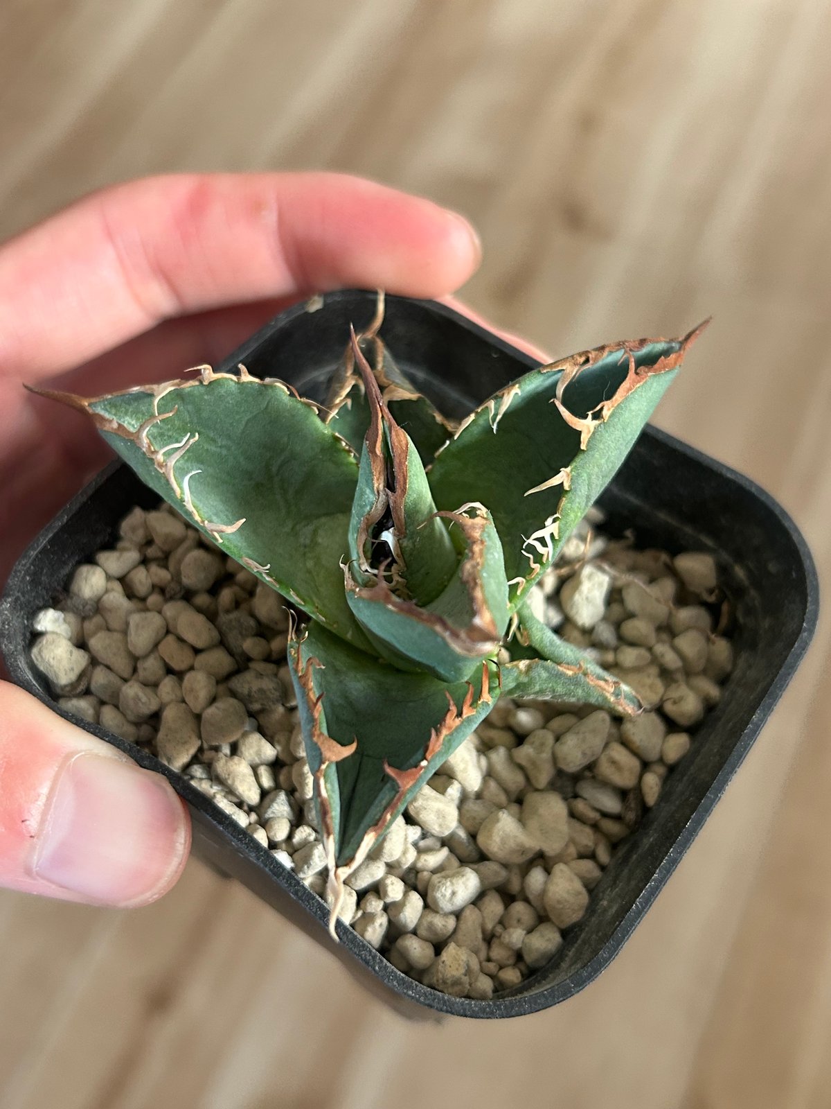 アガべ G4 選抜実生株 ブルー葉強棘オテロイ | Heartplants